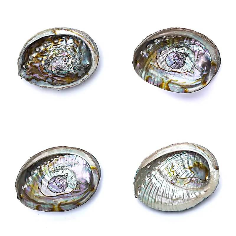 Grüne Abalone Muschel "Haliotis Fulgens" - 12-15cm