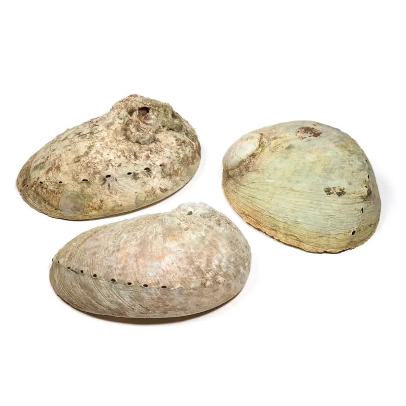 Abalone Muschel Schale mehrfarbig 12-16cm "M"