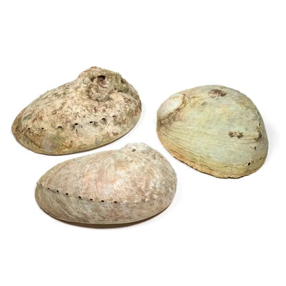 Abalone Muschel Schale mehrfarbig 12-16cm "M"