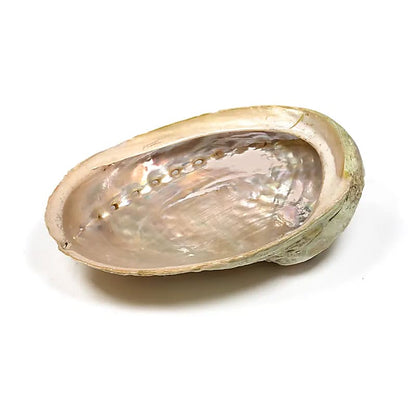 Abalone Muschel Schale mehrfarbig 12-16cm "M"