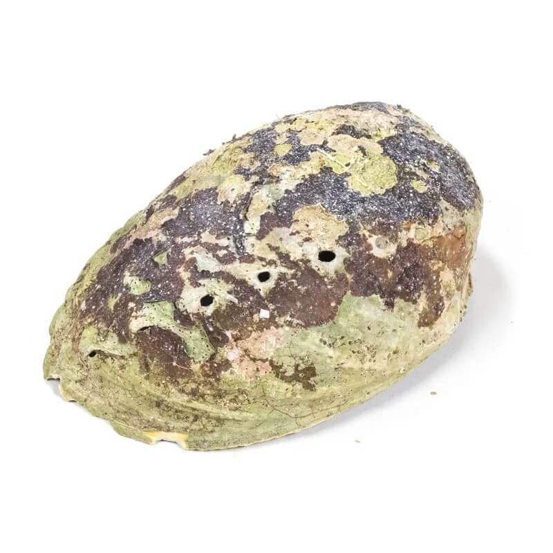 Regenbogen Abalone Muschel 12,5x15,5cm