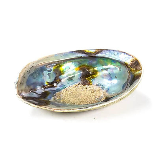 Regenbogen Abalone Muschel 12,5x15,5cm