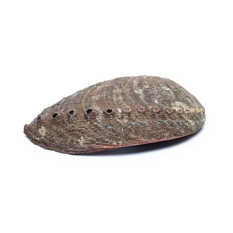 Grüne Abalone Muschel "Haliotis Fulgens" - 12-15cm