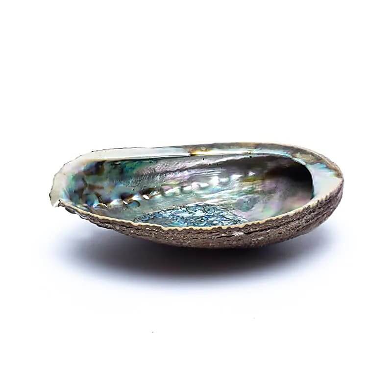 Grüne Abalone Muschel "Haliotis Fulgens" - 12-15cm
