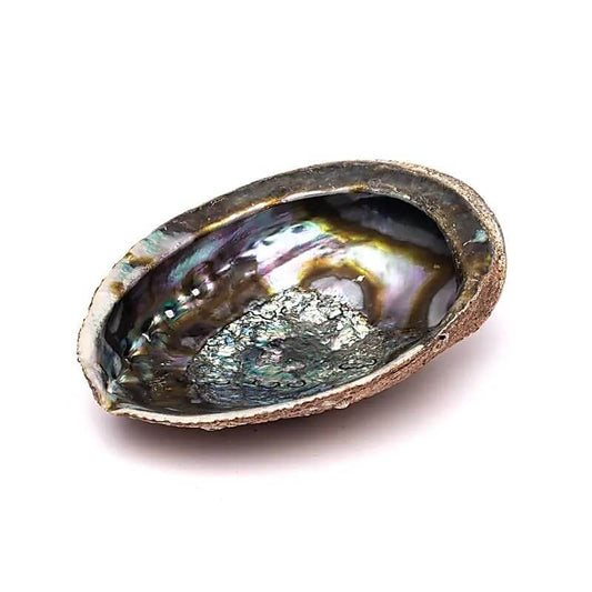 Grüne Abalone Muschel "Haliotis Fulgens" - 15-17cm